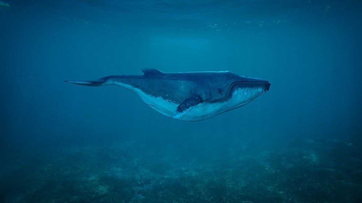 Hallan el cadáver de la ballena más rara del mundo en Nueva Zelanda