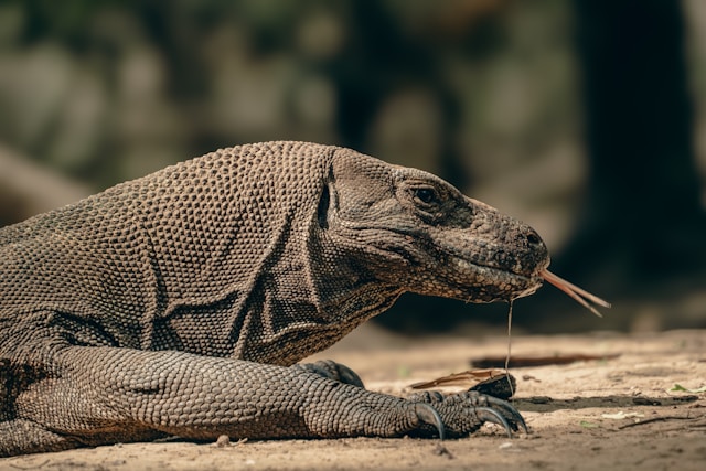 El arma secreta de los dragones de Komodo: dientes recubiertos de hierro