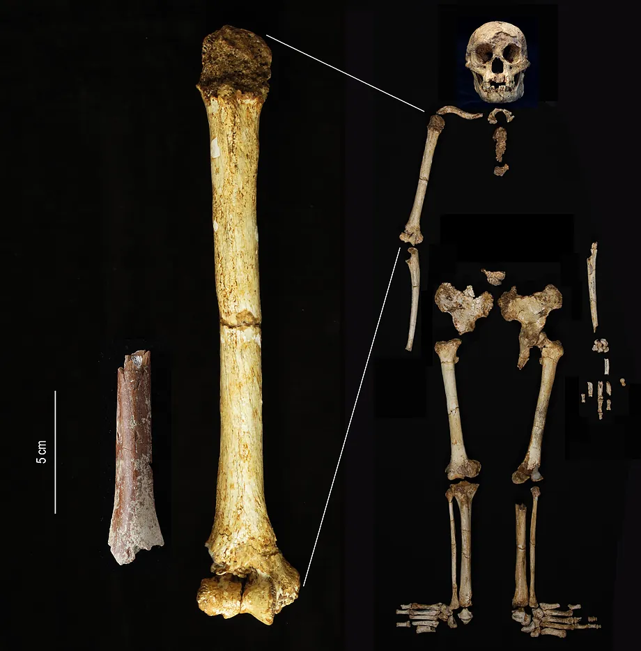 Descubren en la remota isla de Flores un homínido que medía un metro y vivió hace 700,000 años