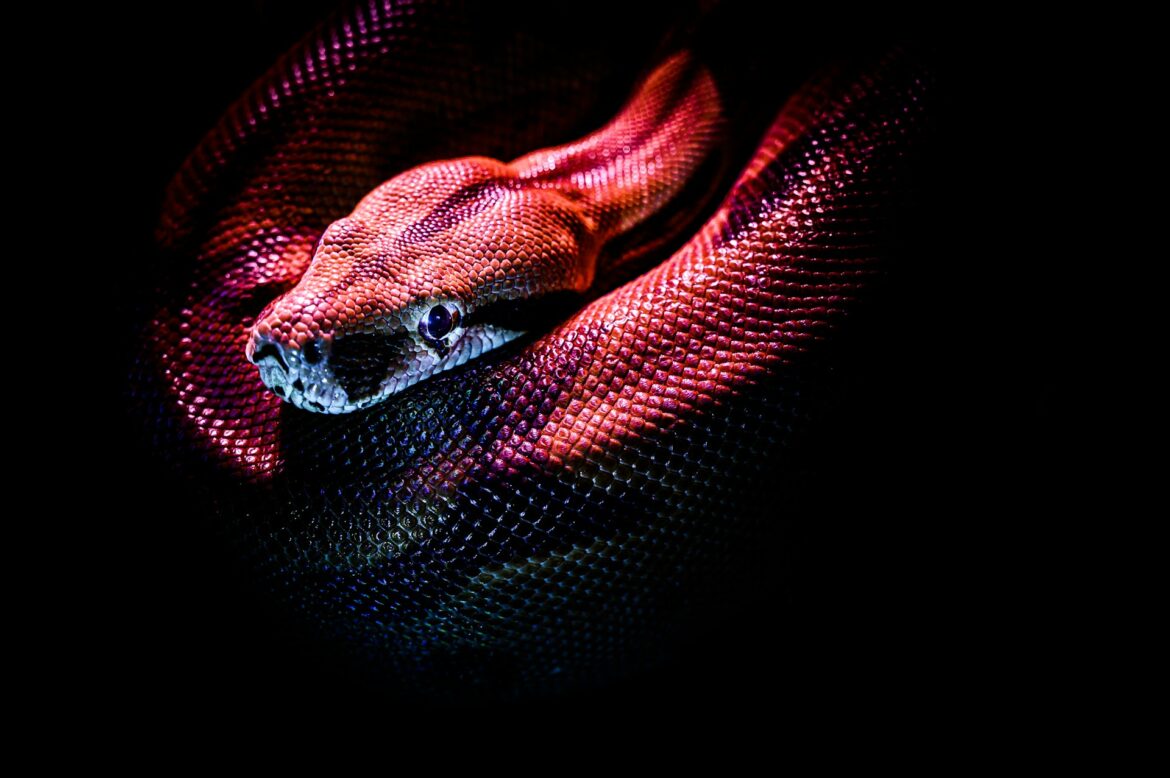 Hechos sorprendentes sobre las boas constrictoras